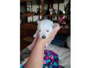 West Highland White Terrier Puppy for sale in Storden, MN, USA