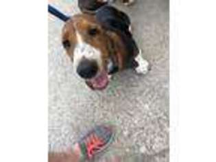 Basset Hound Puppy for sale in Fort Worth, TX, USA