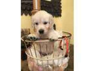 Golden Retriever Puppy for sale in Magnolia, MS, USA