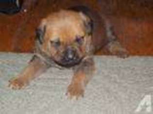 Mastiff Puppy for sale in MARION, IN, USA