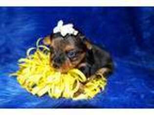 Yorkshire Terrier Puppy for sale in Anderson, SC, USA