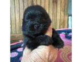Pomeranian Puppy for sale in Marengo, WI, USA