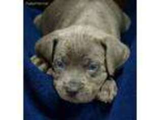 Cane Corso Puppy for sale in Bethlehem, PA, USA