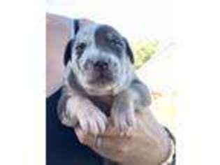 Catahoula Leopard Dog Puppy for sale in Chillicothe, OH, USA