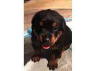 Rottweiler Puppy for sale in Greeley, CO, USA
