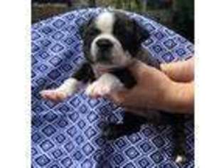 Boston Terrier Puppy for sale in Casselberry, FL, USA