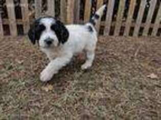 Saint Berdoodle Puppy for sale in Delphos, OH, USA