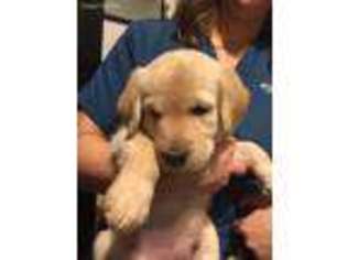 Labradoodle Puppy for sale in Middle River, MD, USA