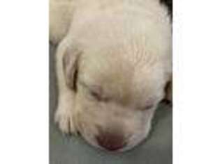 Labrador Retriever Puppy for sale in Du Quoin, IL, USA