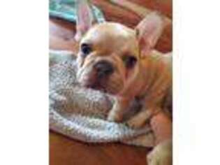 French Bulldog Puppy for sale in Farber, MO, USA