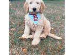 Goldendoodle Puppy for sale in Lake Saint Louis, MO, USA