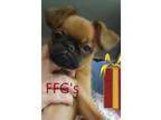 Brussels Griffon Puppy for sale in Pensacola, FL, USA