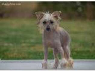 Chinese Crested Puppy for sale in Greensburg, KY, USA