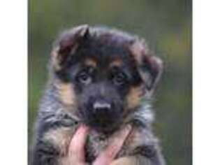 German Shepherd Dog Puppy for sale in Cleburne, TX, USA