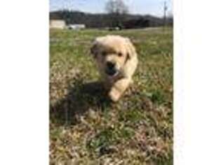 Golden Retriever Puppy for sale in Greensboro, NC, USA