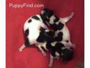 Biewer Terrier Puppy for sale in Magnolia, TX, USA