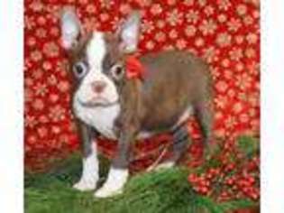 Boston Terrier Puppy for sale in Park City, KY, USA