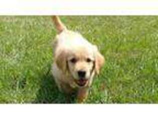 Golden Retriever Puppy for sale in New Port Richey, FL, USA