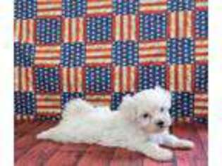Maltese Puppy for sale in Downsville, LA, USA