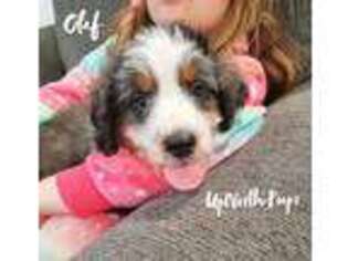 Mutt Puppy for sale in Lake Bronson, MN, USA