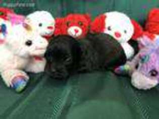 Shih-Poo Puppy for sale in Fyffe, AL, USA