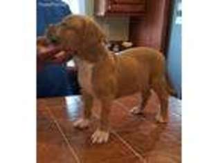 American Staffordshire Terrier Puppy for sale in Auburndale, FL, USA