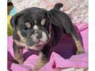 Bulldog Puppy for sale in Arabi, LA, USA