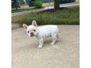 French Bulldog Puppy for sale in Shipshewana, IN, USA