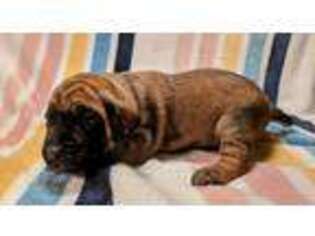 Boerboel Puppy for sale in Franklin, PA, USA