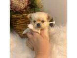 Chihuahua Puppy for sale in Seneca, SC, USA