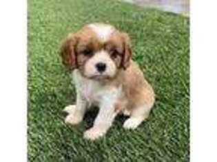 Cavalier King Charles Spaniel Puppy for sale in Wallingford, CT, USA
