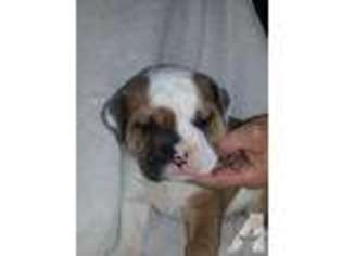 Bulldog Puppy for sale in BARNEGAT, NJ, USA