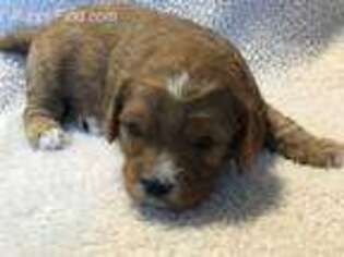 Cavapoo Puppy for sale in Port Crane, NY, USA