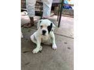 Olde English Bulldogge Puppy for sale in Fayetteville, AR, USA