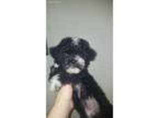 Havanese Puppy for sale in Plant City, FL, USA