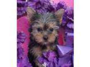 Yorkshire Terrier Puppy for sale in Huntsville, AL, USA