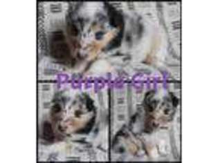 Collie Puppy for sale in Watertown, SD, USA