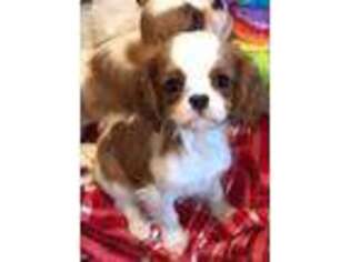 Cavalier King Charles Spaniel Puppy for sale in Vancouver, WA, USA