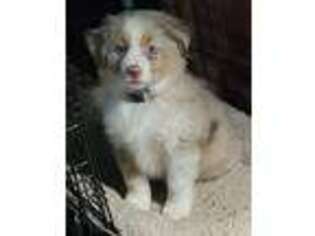 Miniature Australian Shepherd Puppy for sale in Lexington, NC, USA