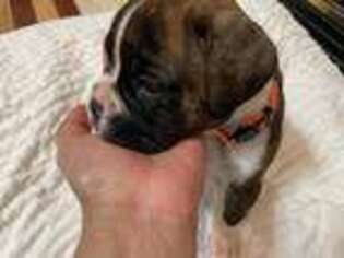 Boxer Puppy for sale in Jeffersonton, VA, USA