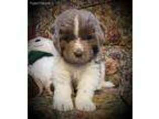 Newfoundland Puppy for sale in Jordan, MN, USA
