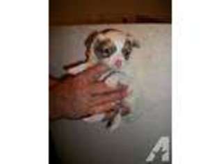 Chihuahua Puppy for sale in RUBY, SC, USA