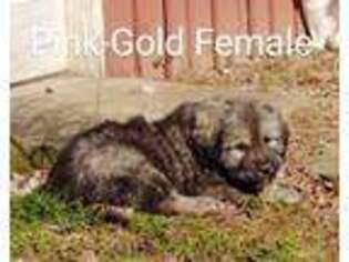 Tibetan Mastiff Puppy for sale in Cutler, OH, USA