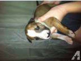 Bull Terrier Puppy for sale in BARTLESVILLE, OK, USA