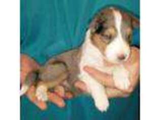 Shetland Sheepdog Puppy for sale in Berkeley Springs, WV, USA