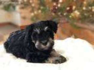 Mutt Puppy for sale in Bayfield, CO, USA