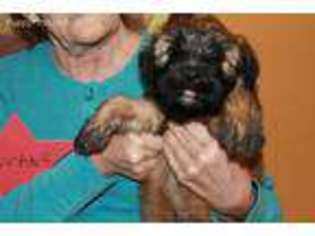 Soft Coated Wheaten Terrier Puppy for sale in Sumter, SC, USA