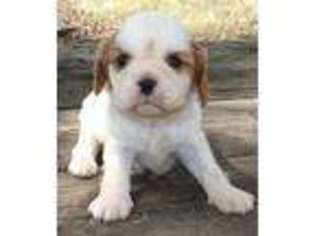 Cavalier King Charles Spaniel Puppy for sale in Noble, OK, USA