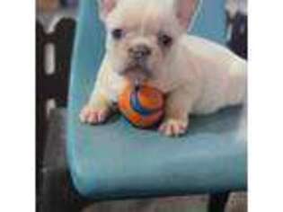 French Bulldog Puppy for sale in Three Rivers, MI, USA