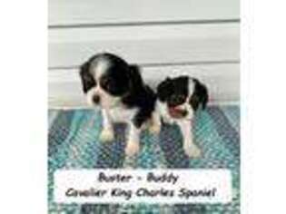 Cavalier King Charles Spaniel Puppy for sale in Monticello, KY, USA